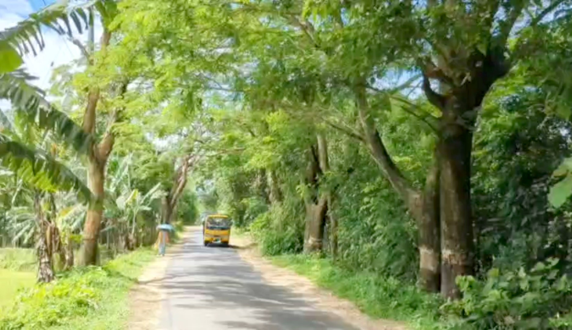 বাঁকল তুলে কৌশলে হত্যা করা হচ্ছে রেইন ট্রি