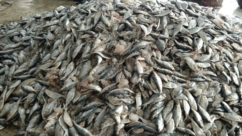 ৮ মাসের নিষেধাজ্ঞা শুরু জাটকা শিকারে