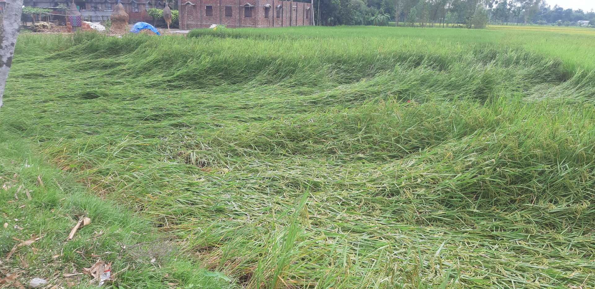 নীলফামারীতে কার্তিকের ঝড় ও বৃষ্টিতে ফসলের ব্যাপক ক্ষতি