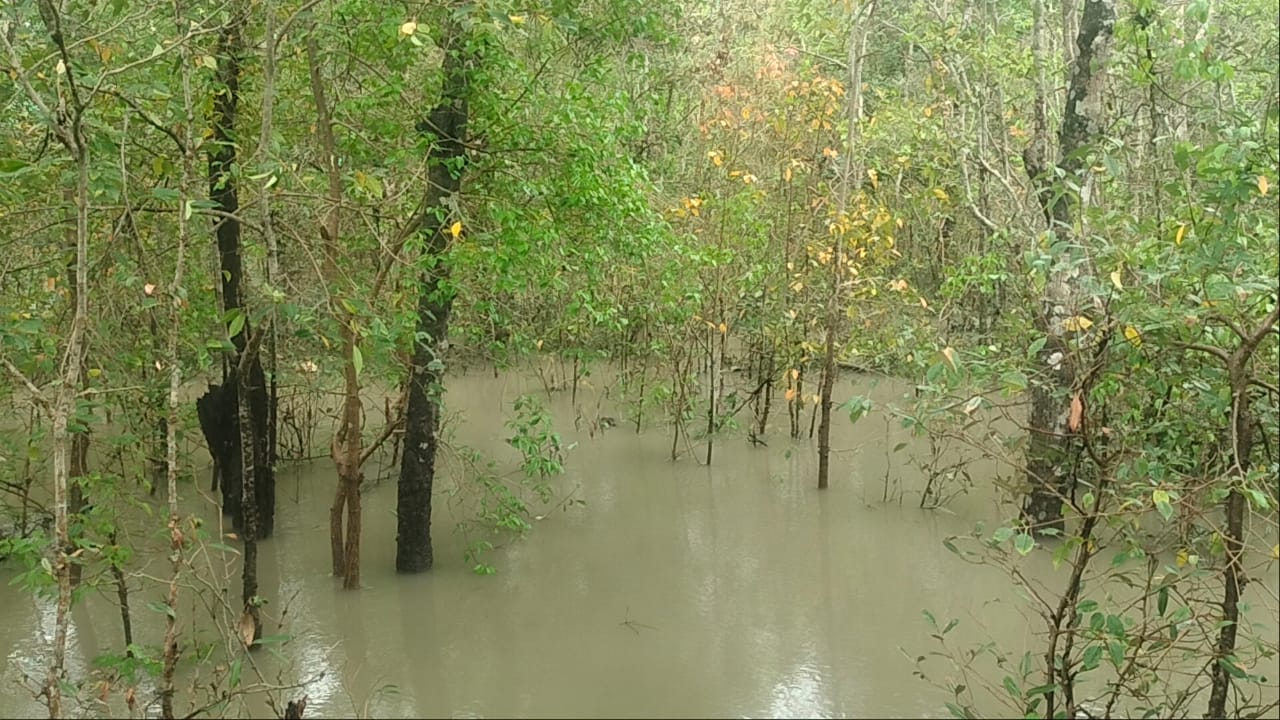 ভারী বর্ষণে ফুলে ফেঁপে উঠেছে নদী, সুন্দরবনের নিচু এলাকা প্লাবিত