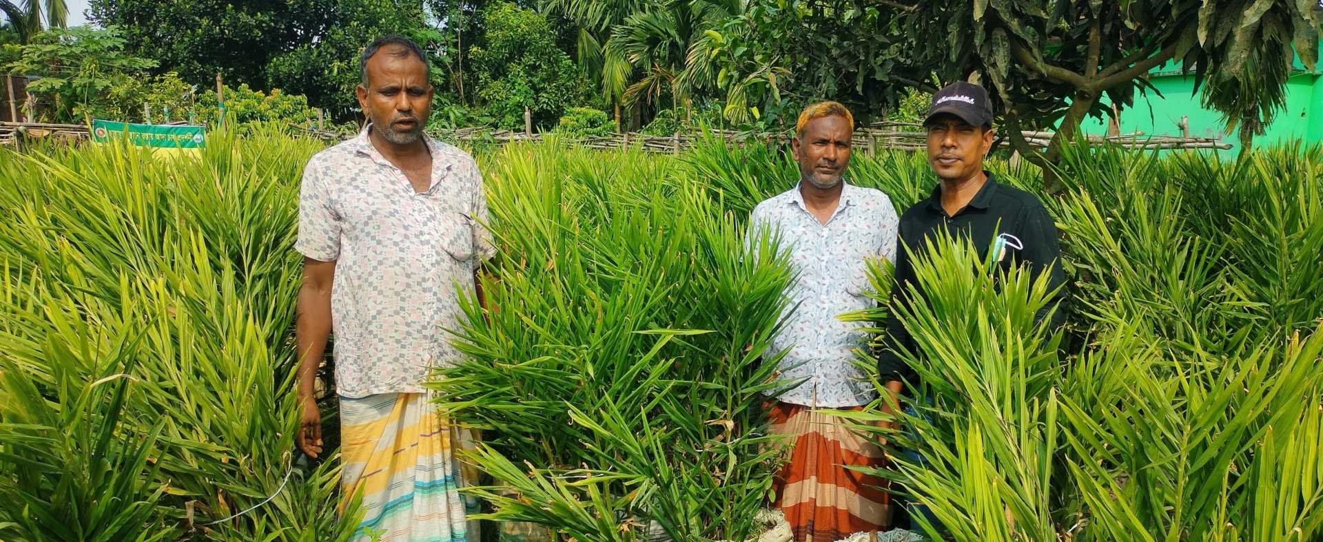 বিএস জুয়েলের বস্তায় আদাচাষে চমক
