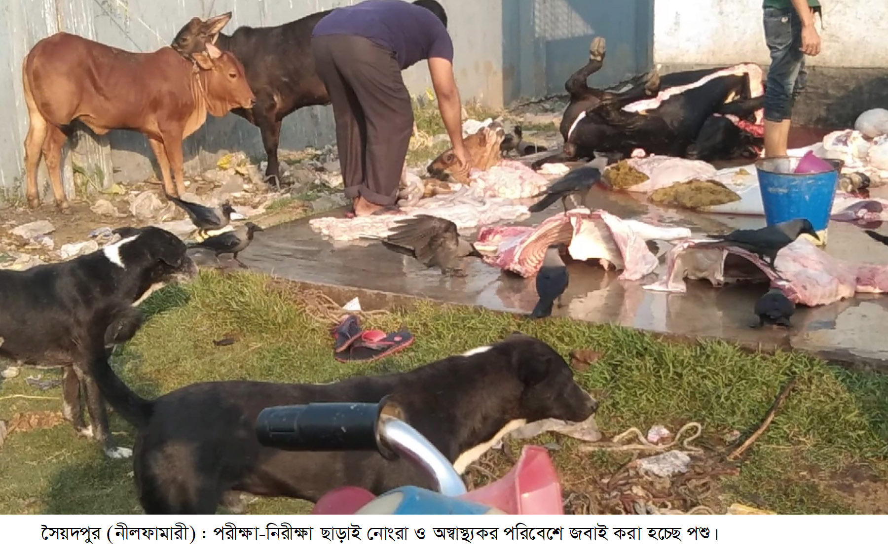 সৈয়দপুরে পরীক্ষা-নিরীক্ষা ছাড়াই পশু জবাই, অ্যানথ্রাক্স আতঙ্ক