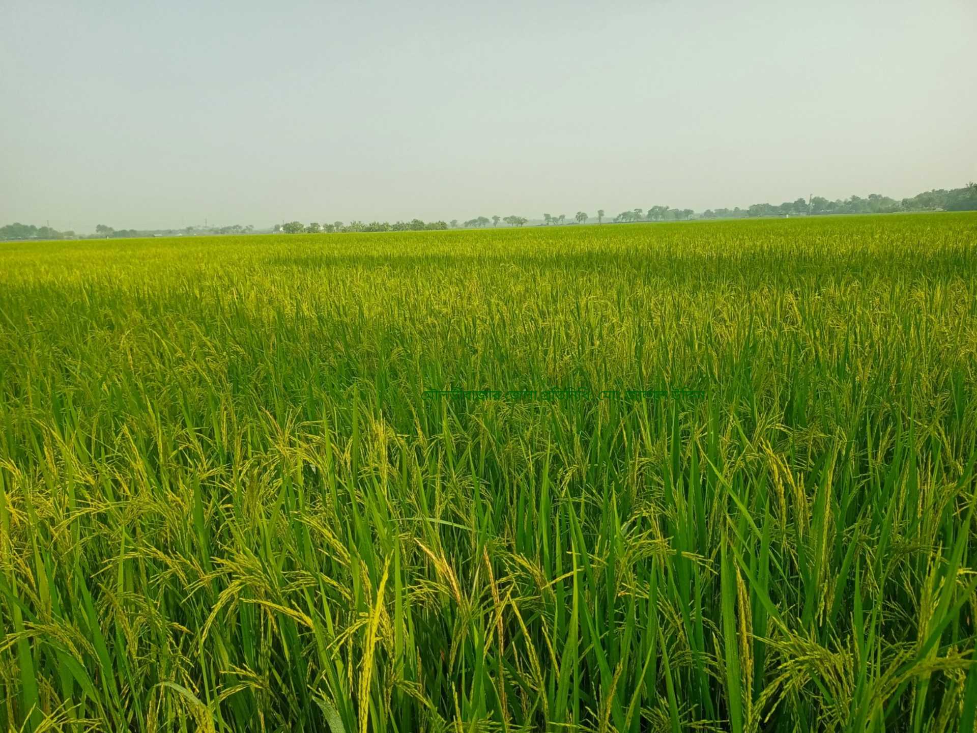 আমন ধানে পোকা দমনে মৌলভীবাজারে জনপ্রিয় হচ্ছে পরিবেশবান্ধব ‘পাচিং’ পদ্ধতি