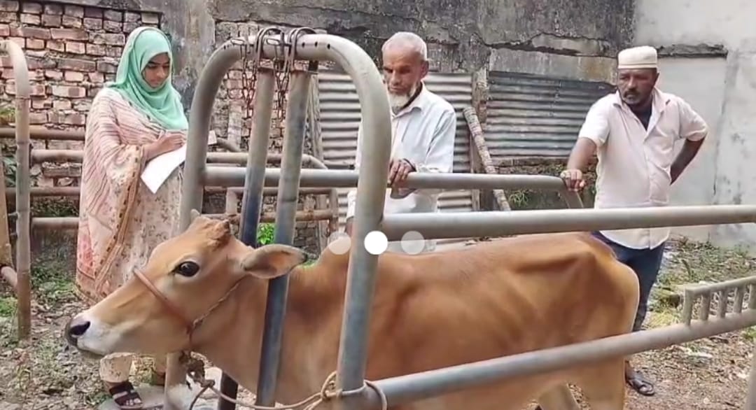 ভোলায় লাম্বি ভাইরাসে আক্রান্ত গবাদিপশু