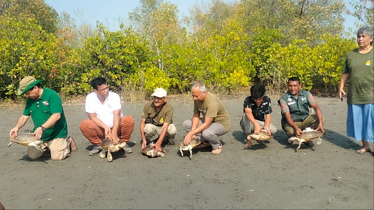 সুন্দরবনে নদীতে ঘুরবে মহাবিপন্ন প্রজাতির কচ্ছপ