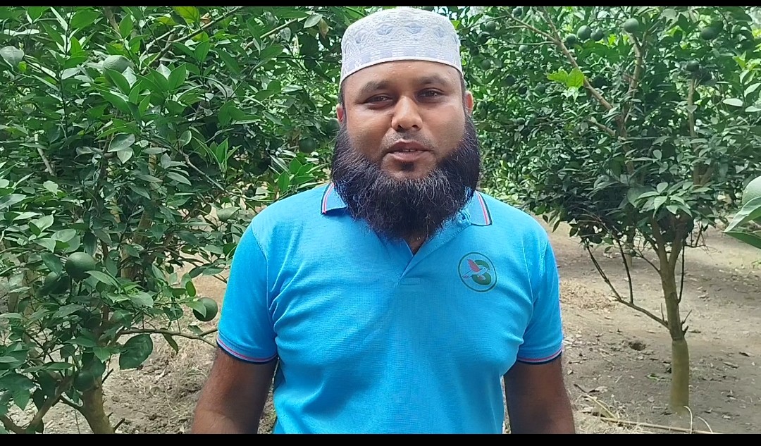 লাভজনক হওয়ায় মালটা চাষে আগ্রহ বেড়েছে