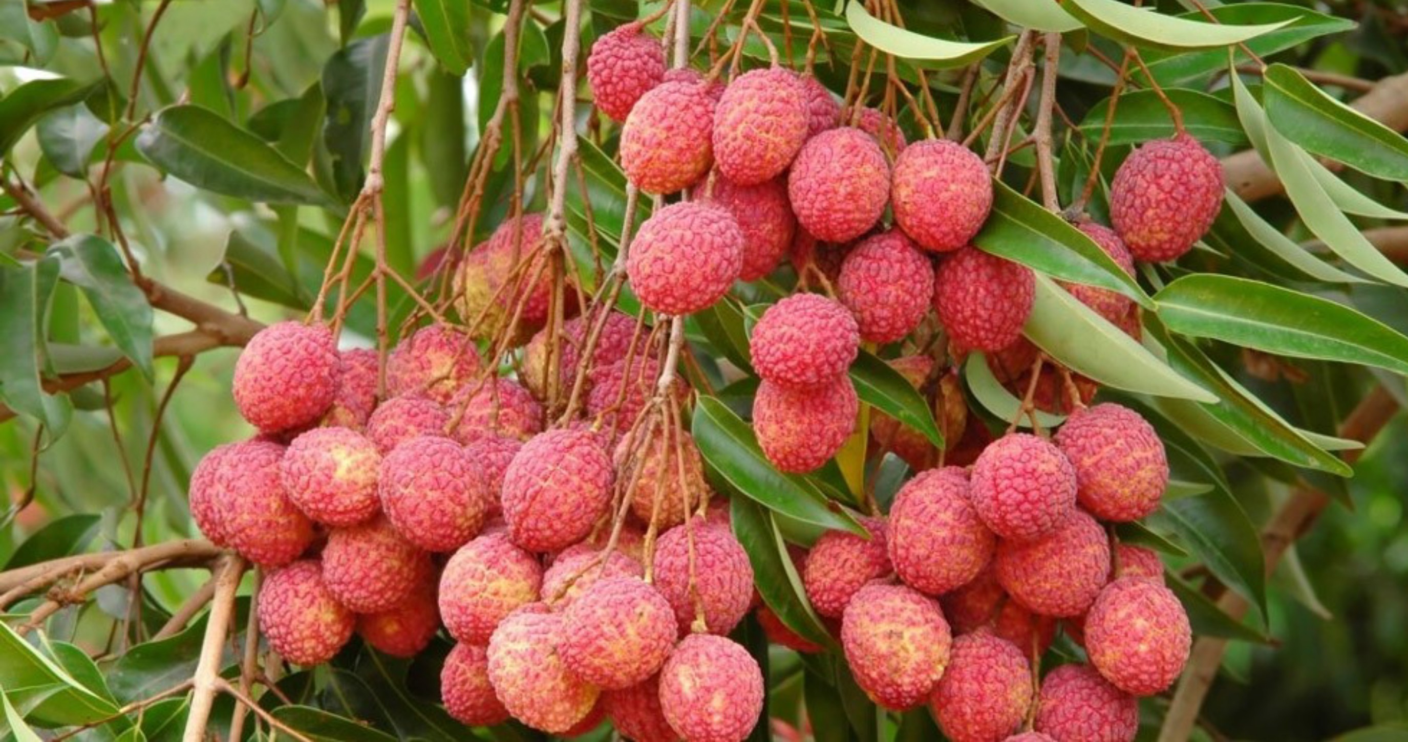 মঙ্গলবাড়িয়ার লিচু বিক্রি করেই গ্রামবাসীর আয় হবে ১০ কোটি টাকা