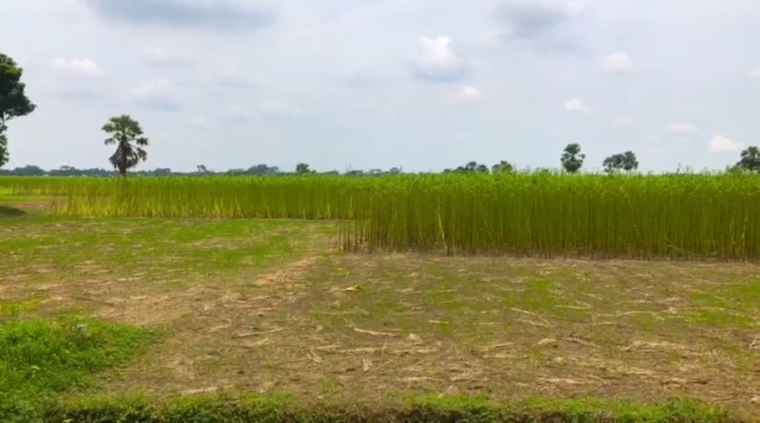 পানির অভাবে বিপাকে ফরিদপুরে পাট চাষীরা