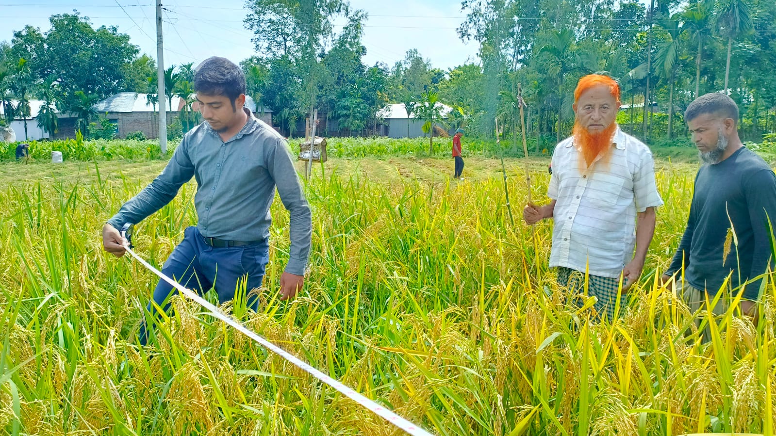 সম্ভাবনা ও আশাজাগানিয়া ধান ব্রি-৯৮ আউশ
