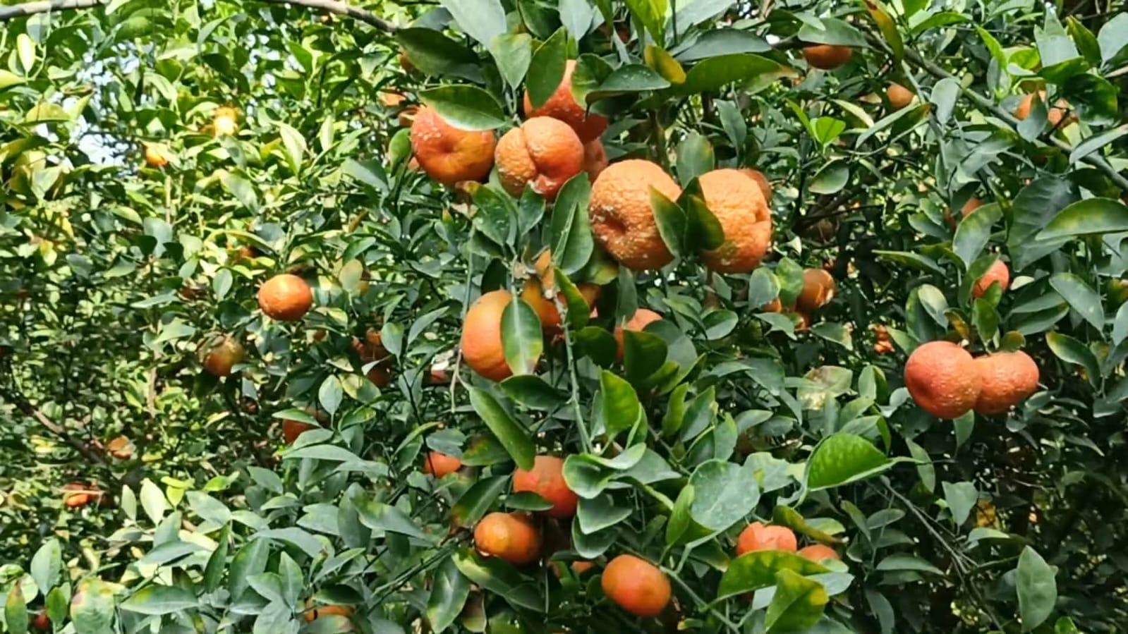 পঞ্চগড়ে চায়না ও দেশি জাতের মিশ্রণে কমলা চাষে বিপ্লব