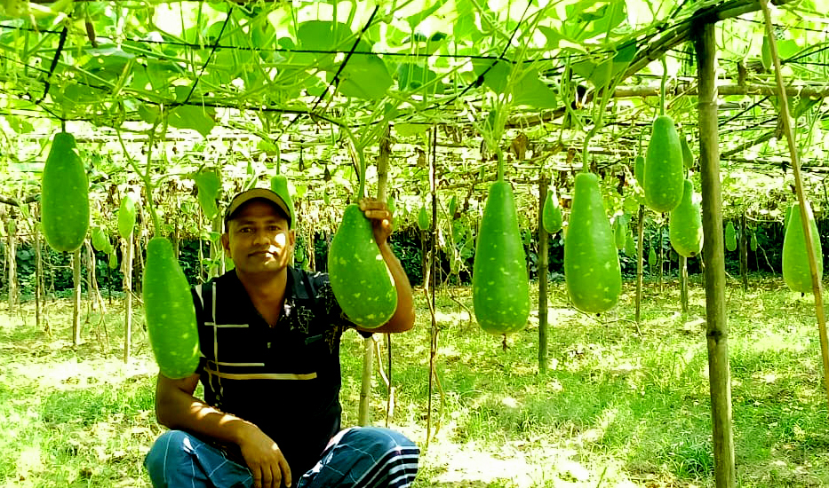 মাচায় লাউ চাষে কালীগঞ্জের গ্রামীণ অর্থনীতিতে নতুন সম্ভাবনা উম্মুচিত