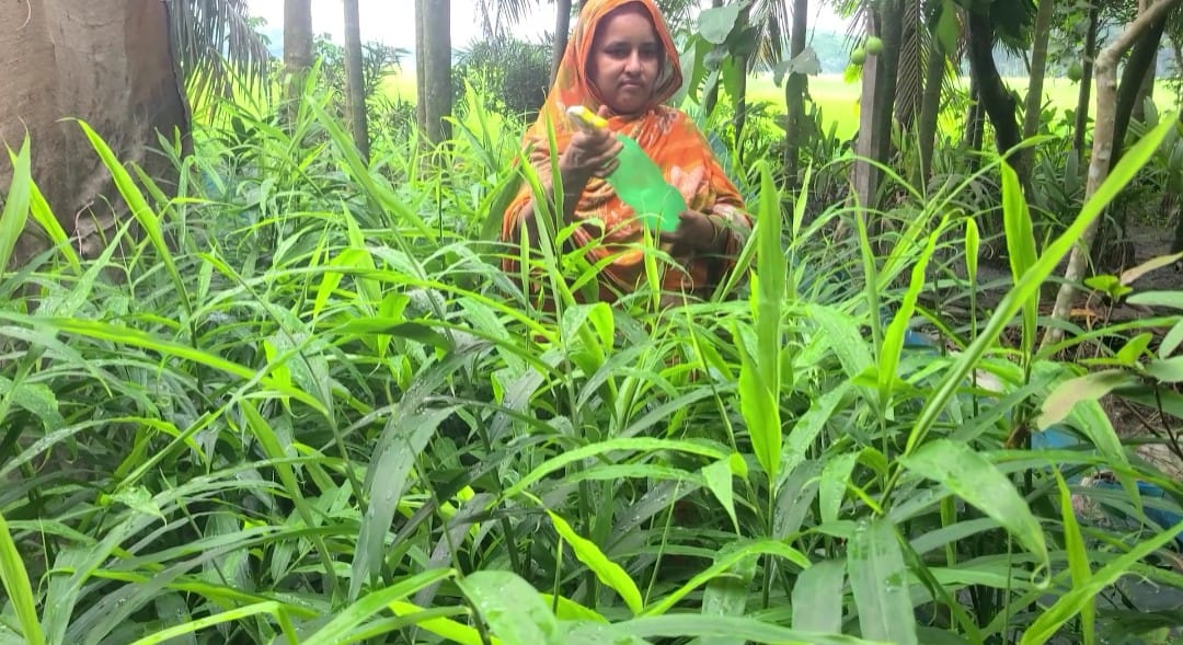 ভোলায় বস্তায় আদা চাষে নারীদের সাফল্য