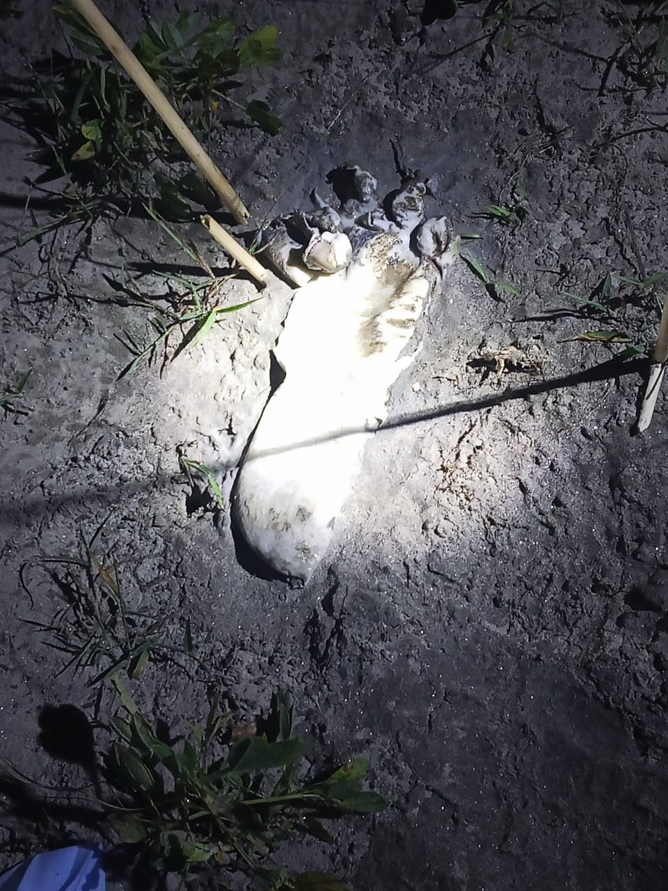 দেওয়ানগঞ্জে অজ্ঞাত ব্যক্তির পায়ের পাতা উদ্ধার