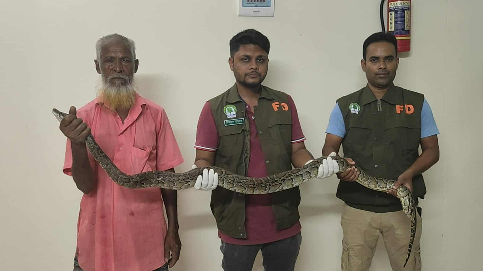 পঞ্চগড়ে ধানক্ষেত থেকে অজগর উদ্ধার