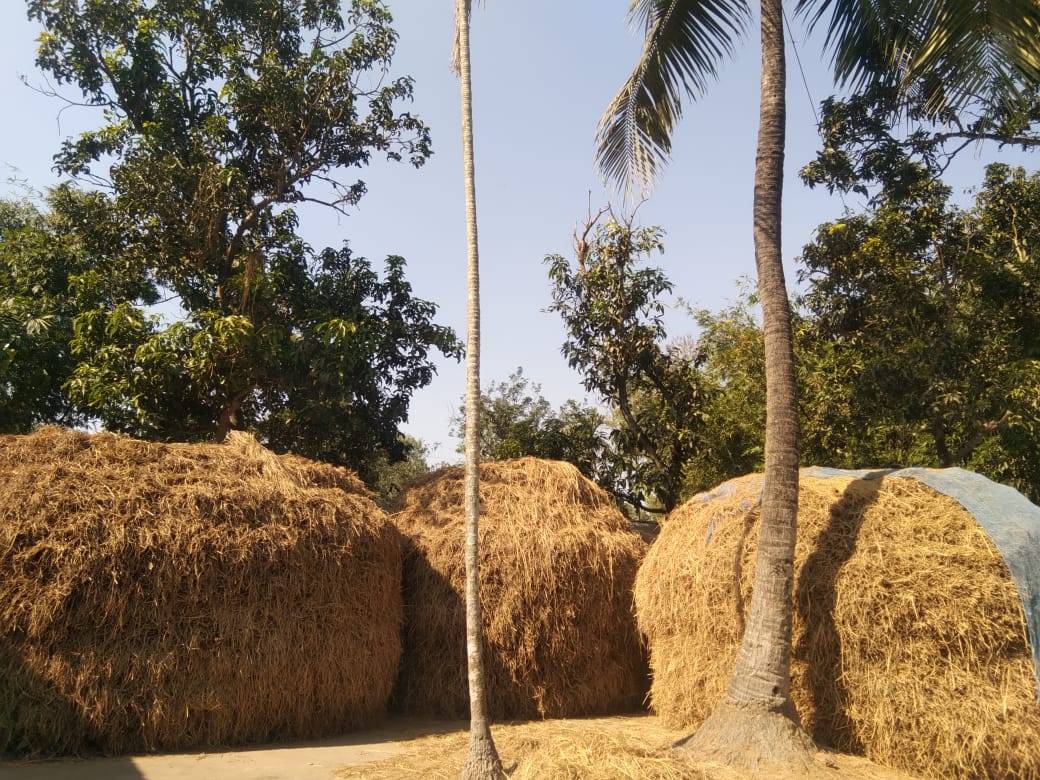 উঠোনে ধানের সাঁড়ি সাঁড়ি গাদি, ক্ষতিগ্রস্ত আলু চাষীর মুখে অনাবিল হাসি