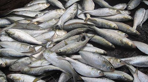 ১ নভেম্বর হতে জাটকা ধরা নিষিদ্ধ