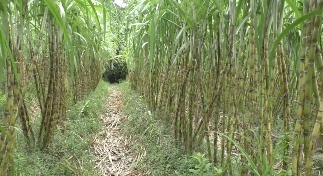 ভোলার রসে ভরা আখের স্বাদ নিচ্ছেন দেশবাসী