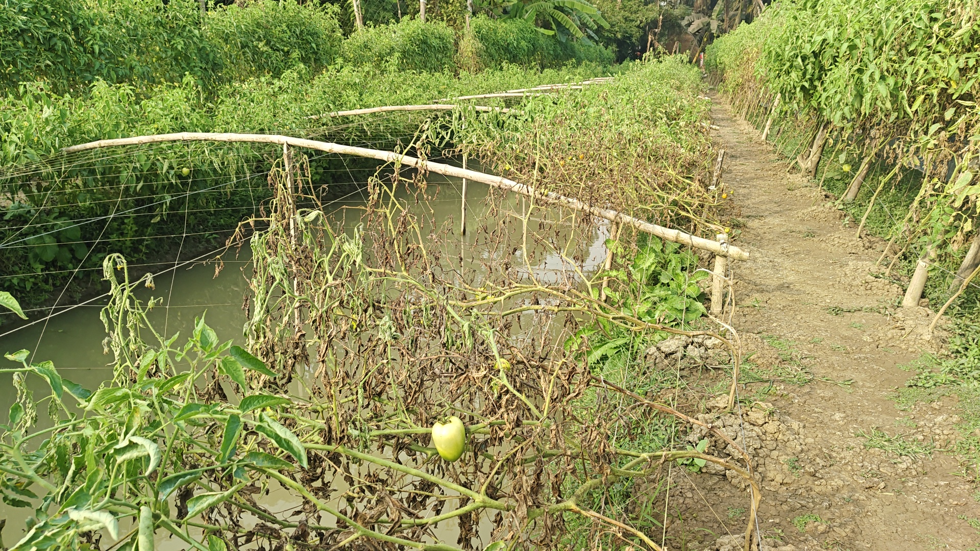 বাগেরহাটে অভিযোগের তীর কৃষি অফিসের দিকে