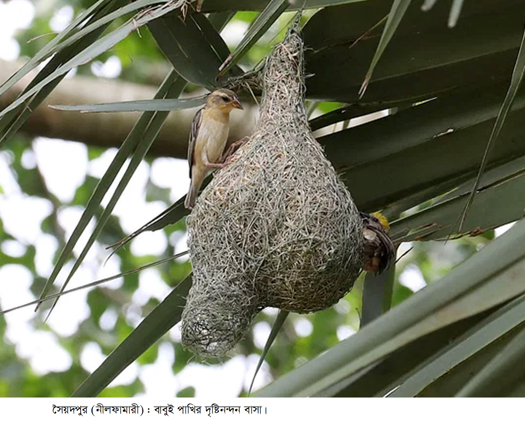 কালের আবর্তে গ্রামবাংলা থেকে হারিয়ে যাচ্ছে প্রকৌশলী বাবুই পাখি