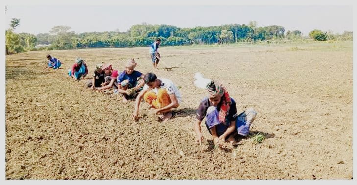 পেঁয়াজ রোপণে শ্রমিক সংকট, দুশ্চিন্তায় চাষিরা