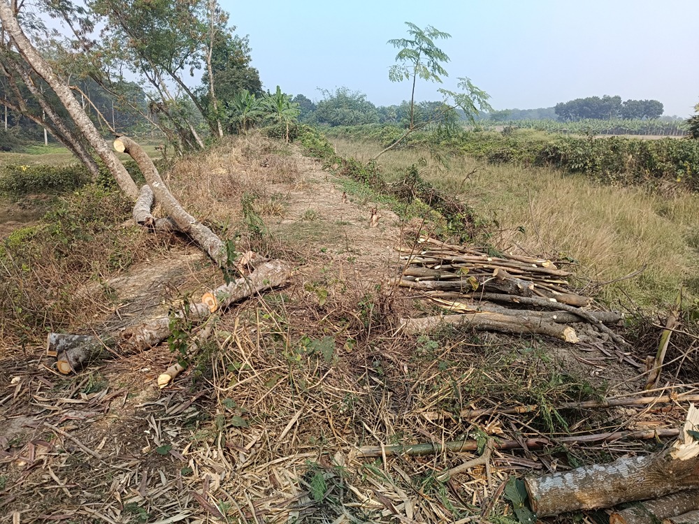 ঝিনাইদহে কলেজ শিক্ষকের বিরুদ্ধে সরকারি গাছ কাটার অভিযোগ