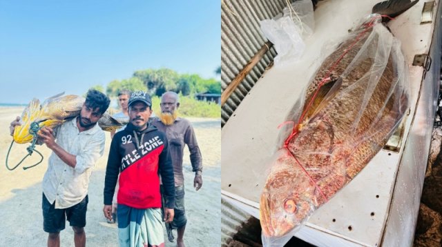 ৩২ কেজির পোপা মাছ, দাম উঠল সাত লাখ টাকা