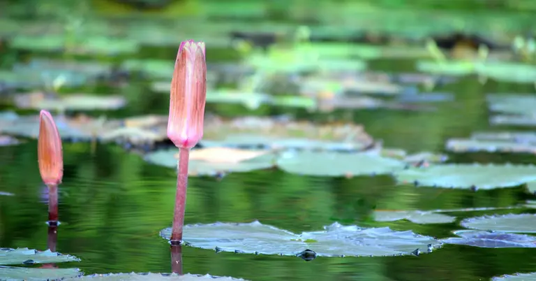 ‘শাপলা কলি’ যুক্ত হলো ইসির প্রতীক তালিকায়