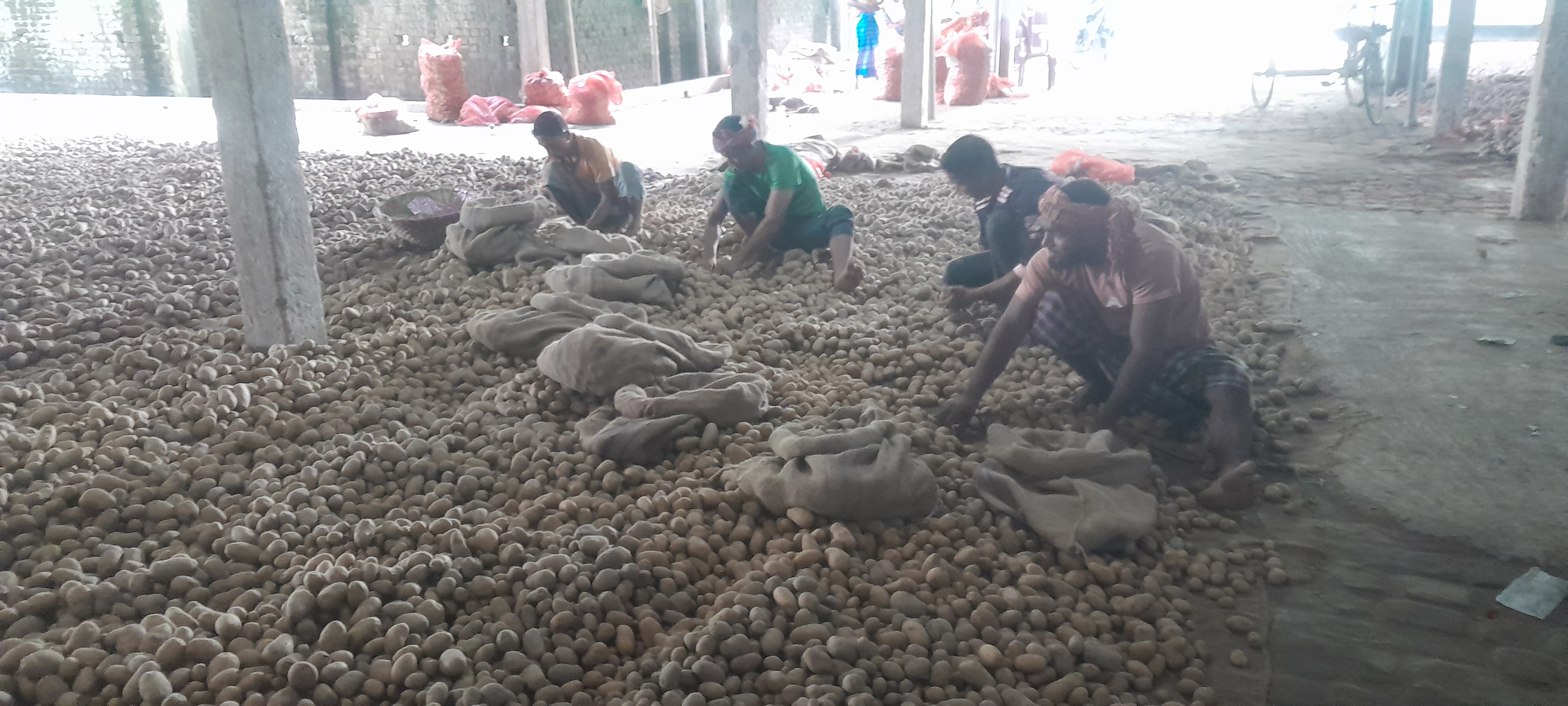 দিশাহারা পঞ্চগড়ের আলু চাষিরা