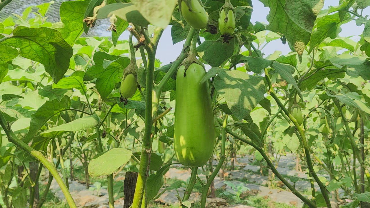 বাগেরহাটে বারি-১২ জাতের বেগুন চাষে ভাগ্য খুলেছে কৃষকের