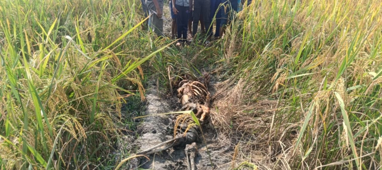 শেরপুরে অর্ধগলিত মরদেহ উদ্ধার