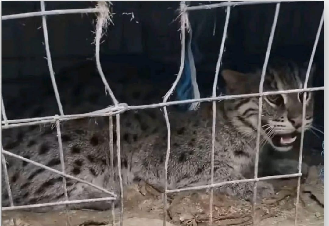 কলারোয়ার উফাপুর গ্রামে মেছোবাঘ আটকের পর অবমুক্ত