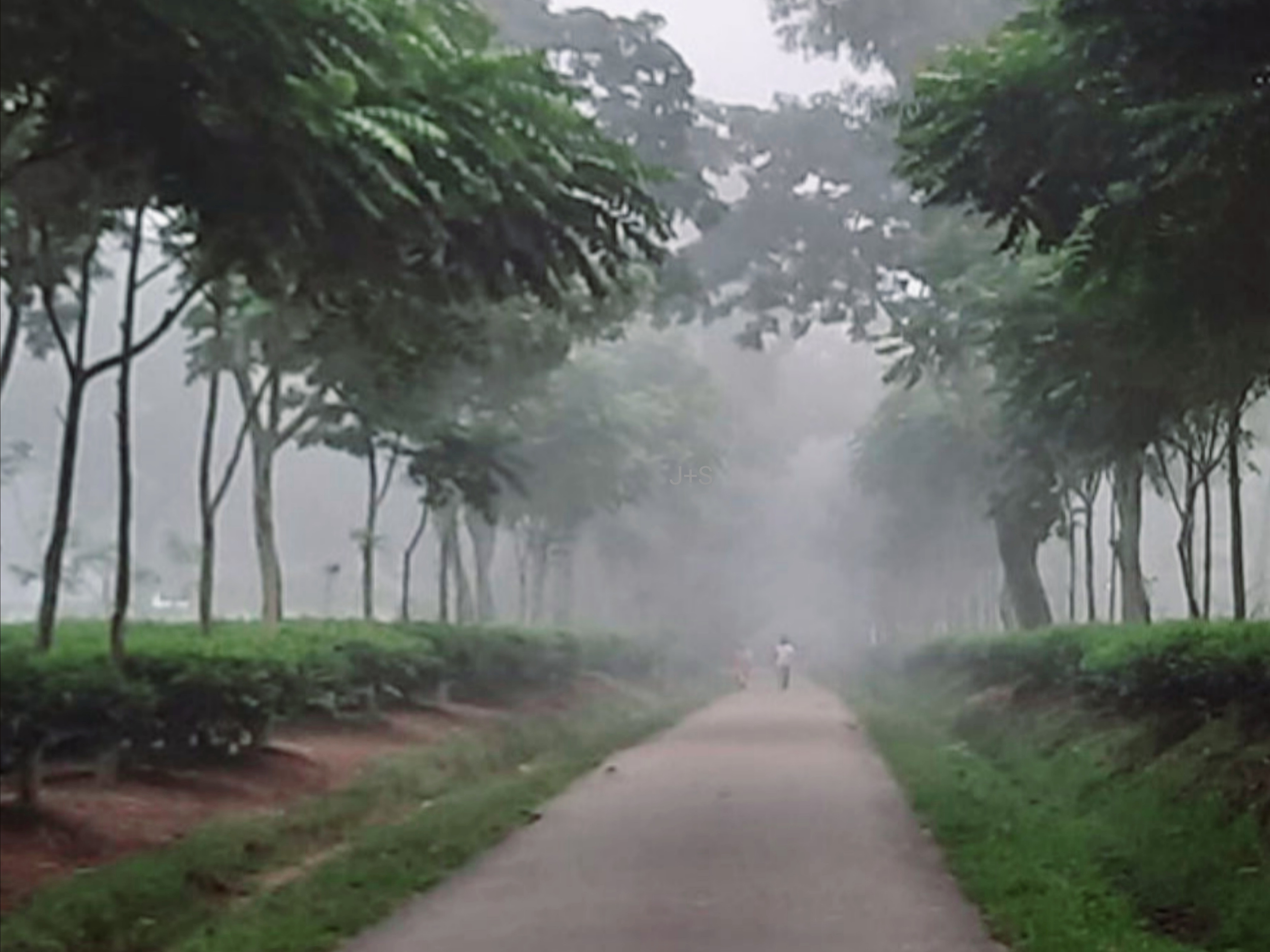 ১১ ডিগ্রি সেলসিয়াস তাপমাত্রায় চা বাগানে বিপর্যস্ত জনজীবন