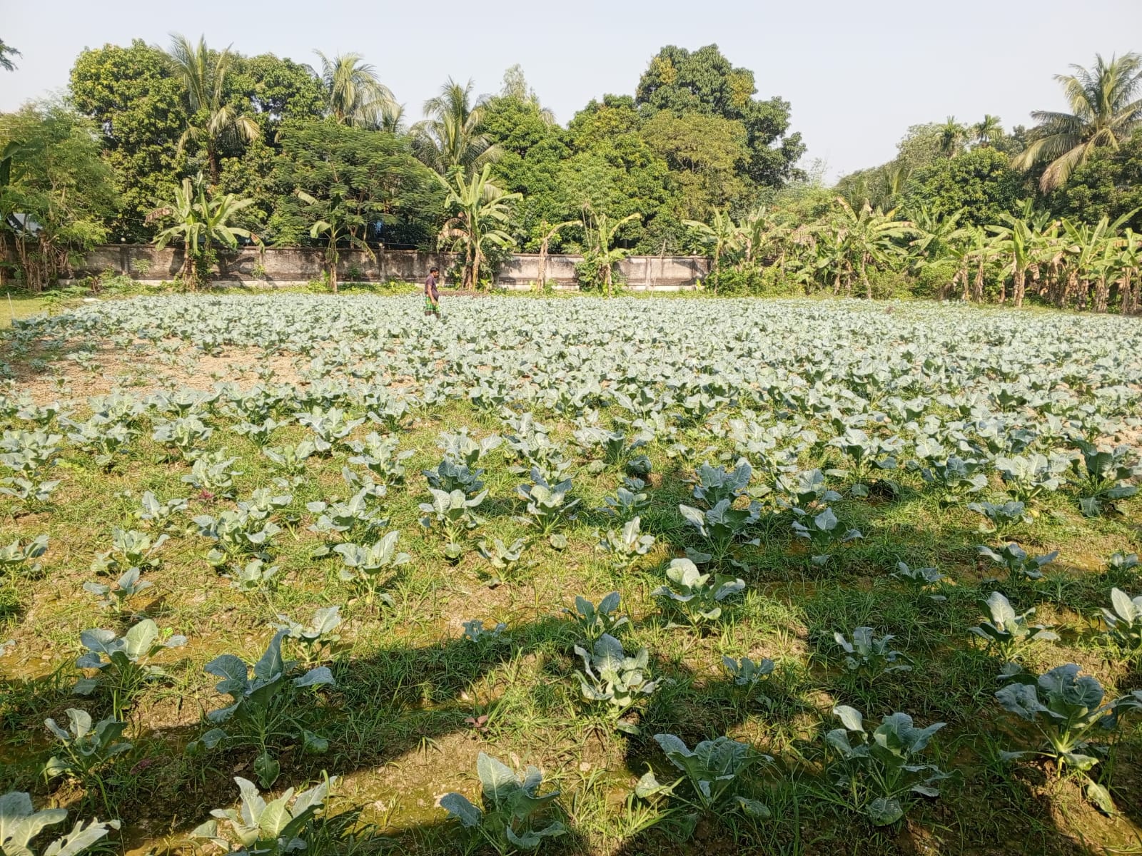 হরিরামপুর থানার আঙিনায় সবুজ কৃষি