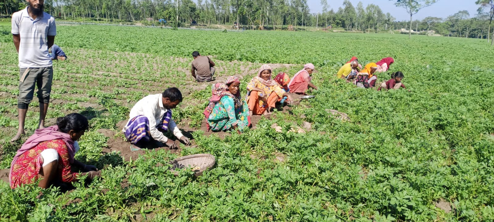 নীলফামারীতে আগাম আলু, দাম কমলেও চাষে ভাটা নেই