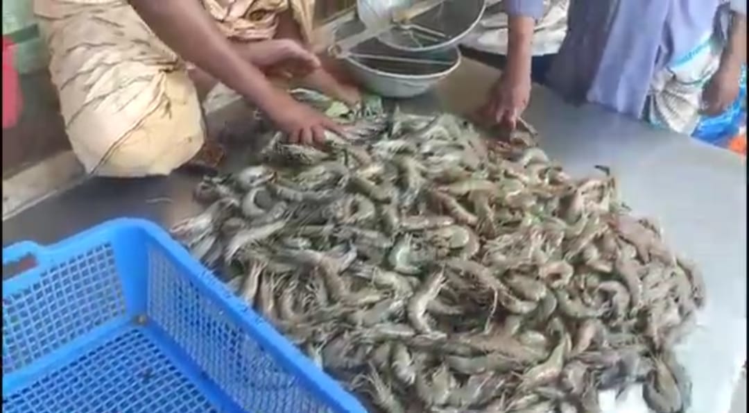 হুমকিতে অর্থকরী ফসল বাগদা চিংড়ি