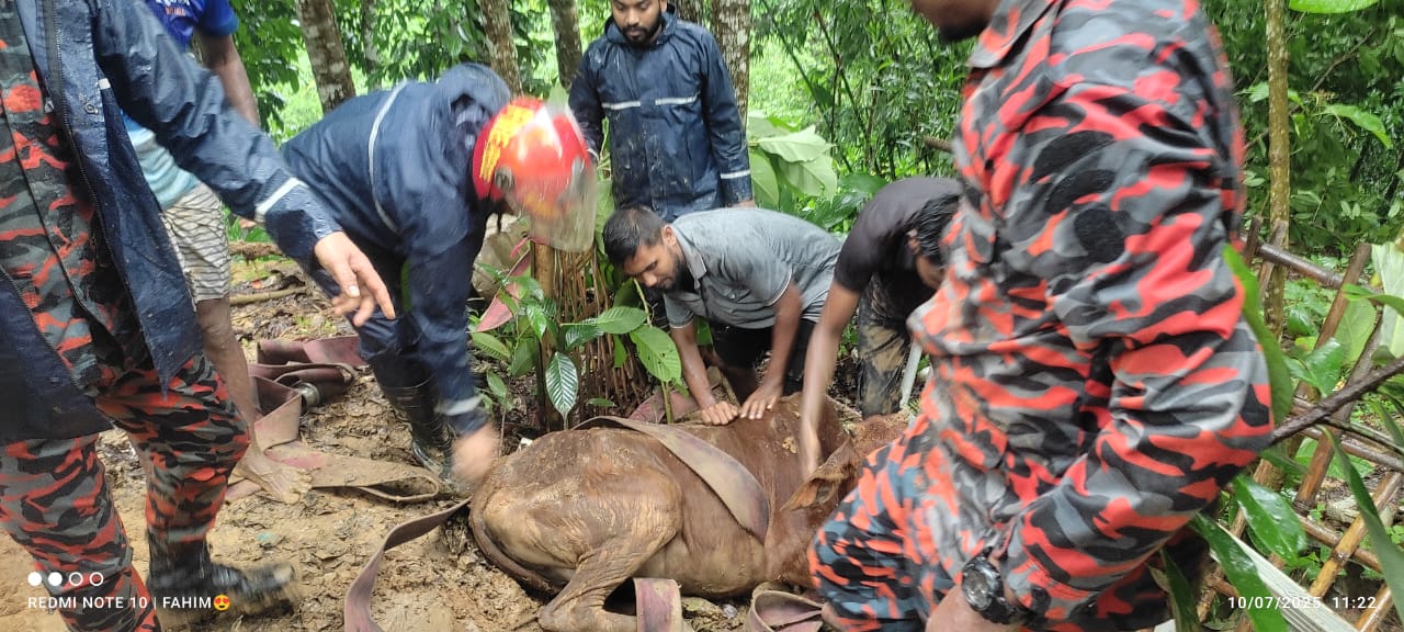 মাটিরাঙায় সেপটিক ট্যাংকে পড়ে যাওয়া গাভী উদ্ধার