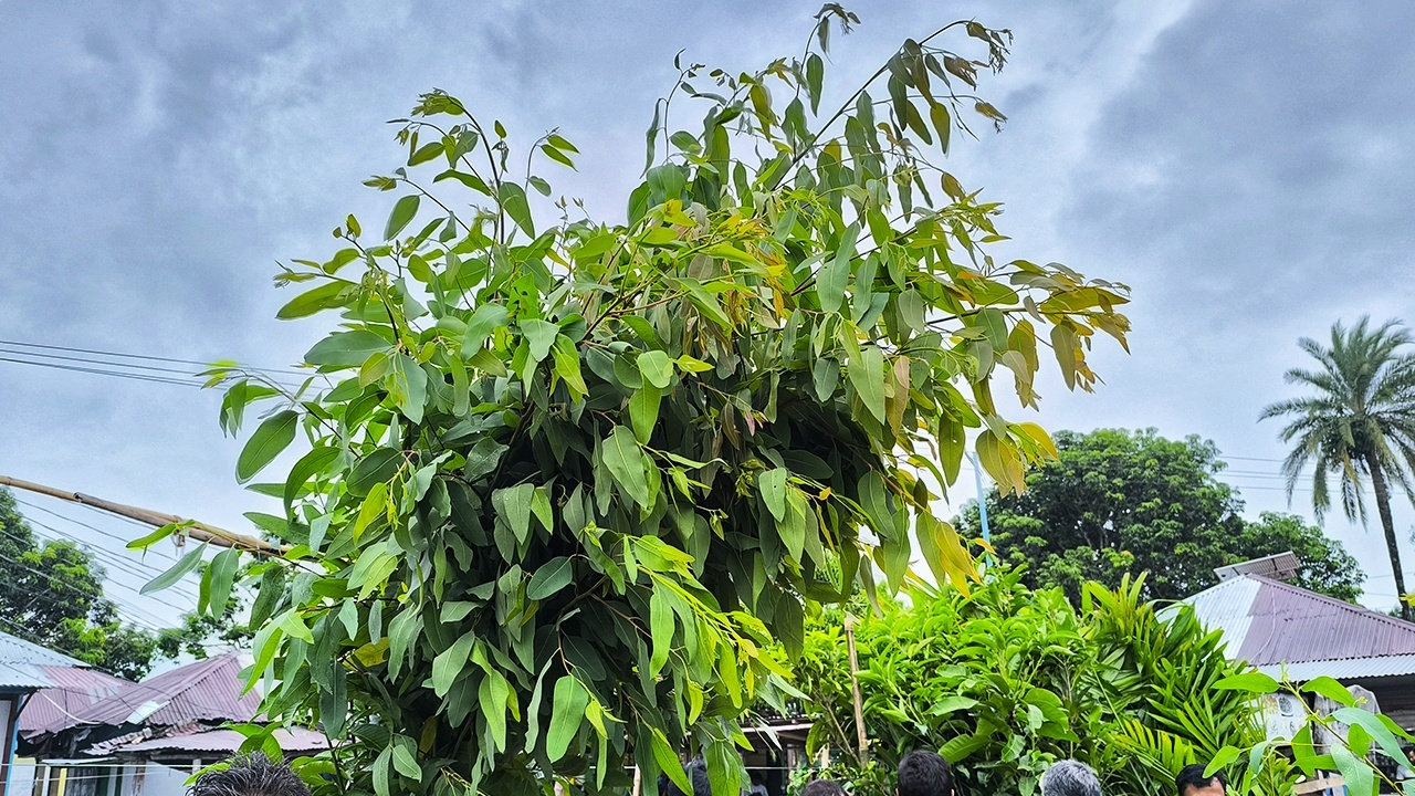 নিষিদ্ধ গাছের চারায় সয়লাব বাজার