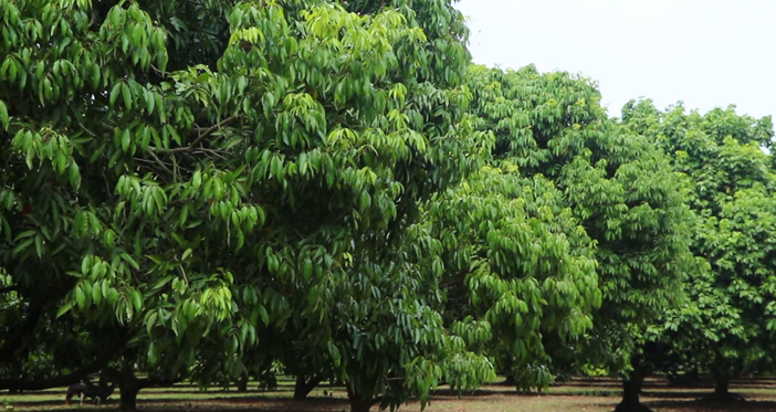 লিচুর রাজধানী পাবনায় ফলনে ভয়াবহ বিপর্যয়