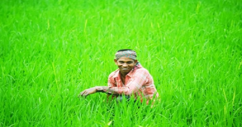 কিশোরগঞ্জে সার সংকটে দিশেহারা কৃষক