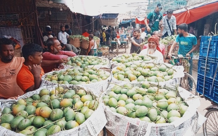 সাতক্ষীরার হিম সাগর আম সংগ্রহের তারিখ পূর্ণ নির্ধারণ