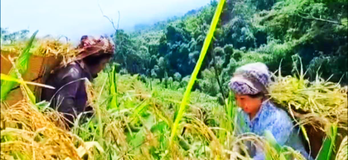 সাজেকে জুম ক্ষেতে ইঁদুরের উপদ্রব ; খাদ্য সংকটের শঙ্কা