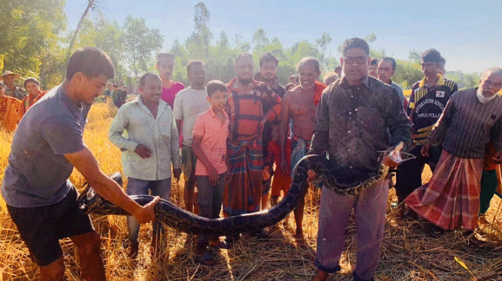 শ্রীমঙ্গলে লোকালয়ে অজগরের আতঙ্ক, এক সপ্তাহে পাঁচটি উদ্ধার