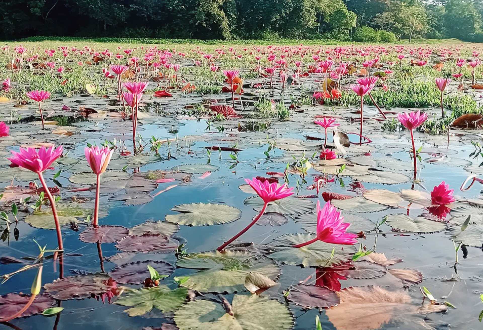 `মৌলভীবাজারের জুড়ীতে ‘শাপলার রাজ্য’: প্রকৃতির হাতে আঁকা লাল-সাদা সৌন্দর্য