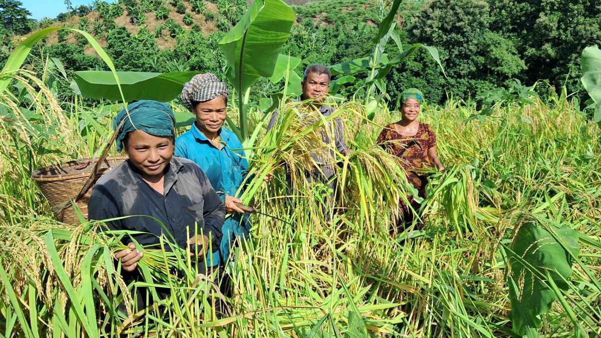 পাহাড়ে জুমের ধান কাটা শুরু হয়েছে