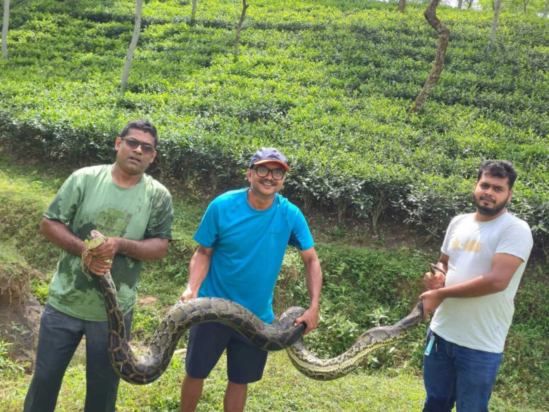 শ্রীমঙ্গলের চা বাগানে বিশাল অজগর উদ্ধার, চা শ্রমিকদের মাঝে আতঙ্ক