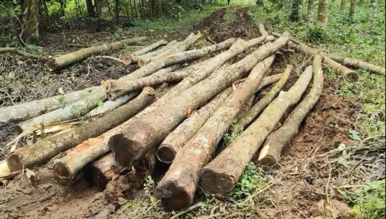 ভালুকায় ৪০ লাখ টাকার গাছ কেটে নিয়ে যাওয়ার অভিযোগ