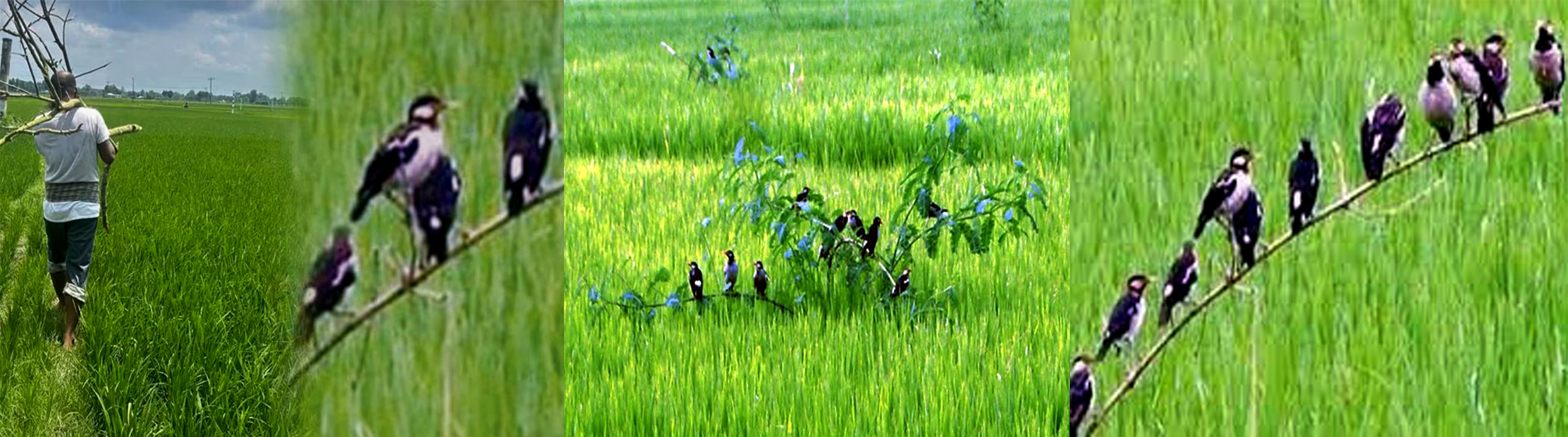 কৃষিতে ‘পার্চিং’ পদ্ধতিতে পোকা দমনের সফল উপায়