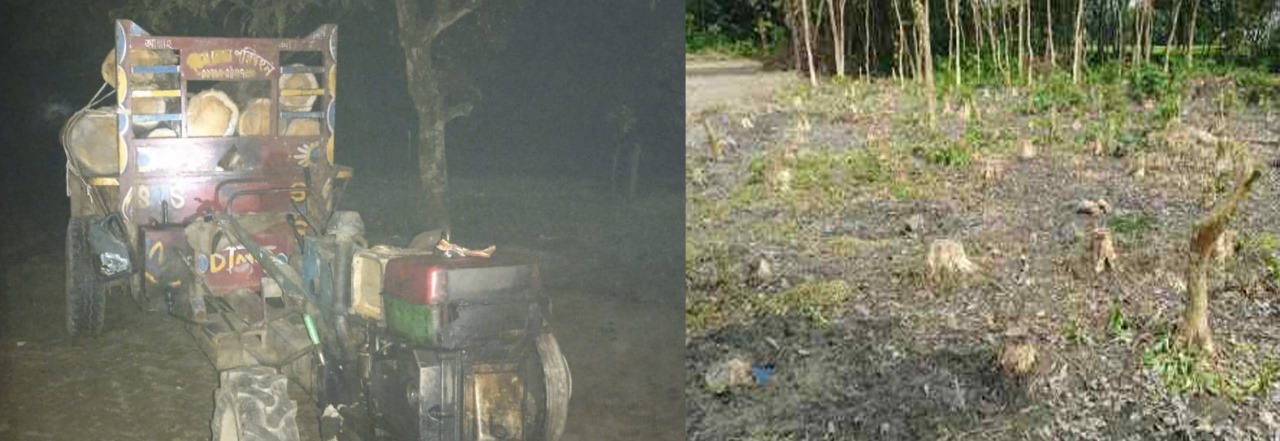 চিলাহাটিতে থামছেই না অবৈধভাবে গাছ কাটা