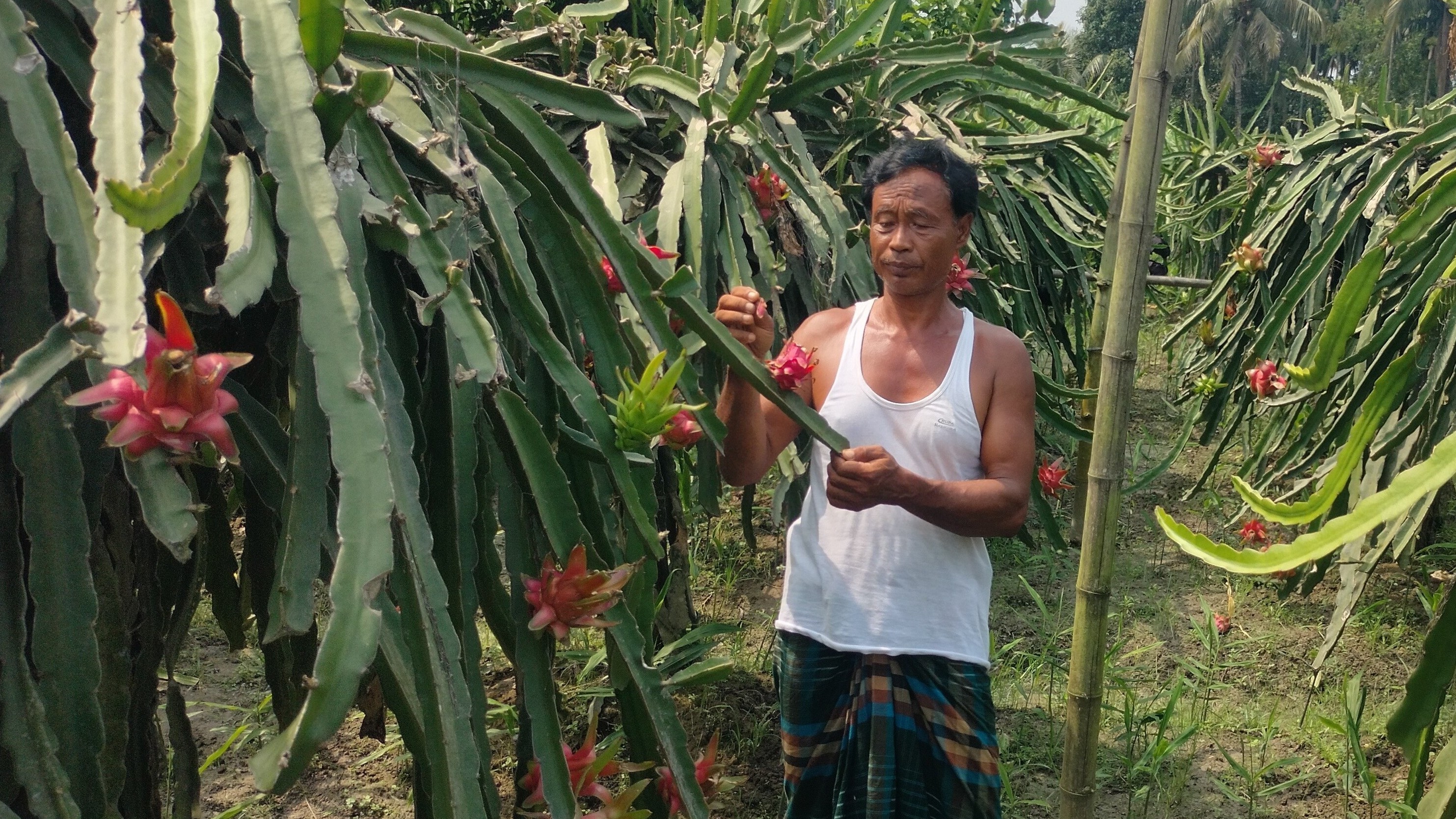 চোখ জুড়ানো ড্রাগন বাগানে পাখী তাড়াতে ব্যস্ত চাষী অমল