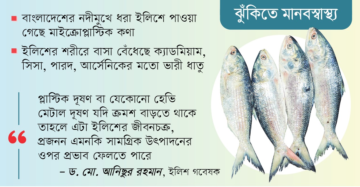 ইলিশে মাইক্রোপ্লাস্টিক